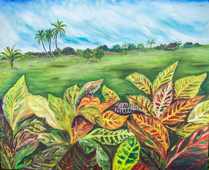 Kedah Padi Fields