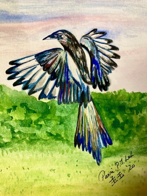 Magpie Panni Loh